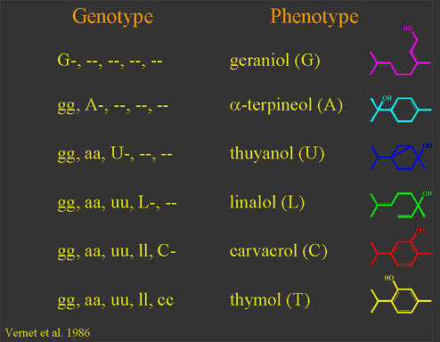 thyem polymorphism